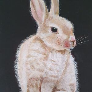 Baby Rabbit.