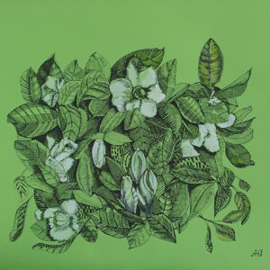 Gardenia.