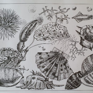 Shells.